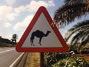 Lanzarote Kamele kreuzen