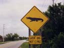 Florida Alligatoren kreuzen